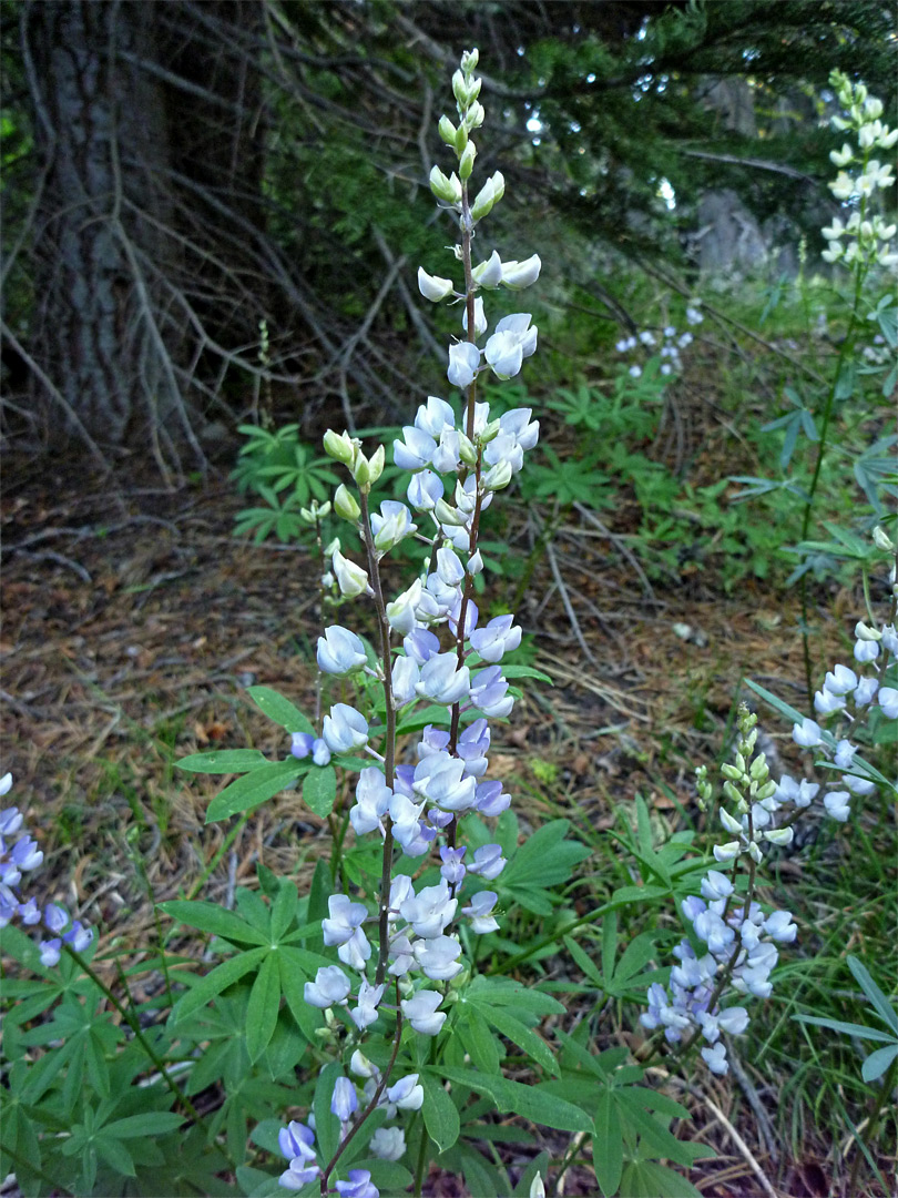 Pale blue lupine