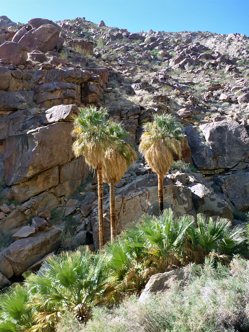 Palms and cliff face