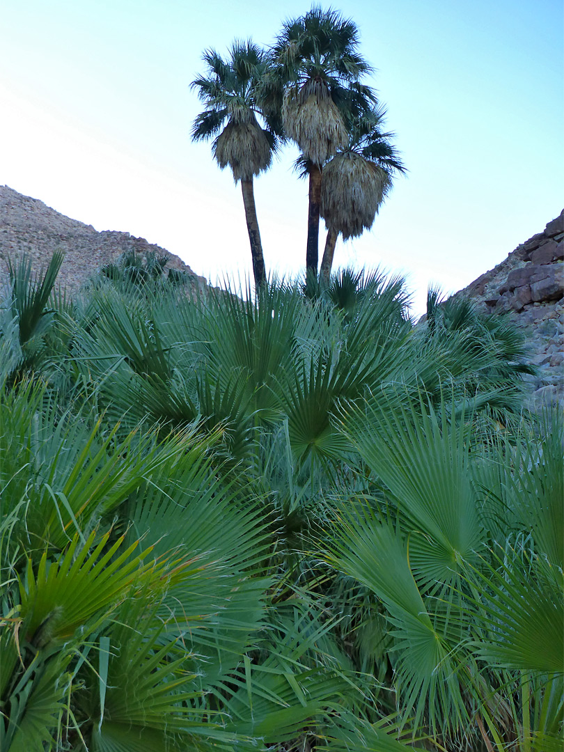 Three palms