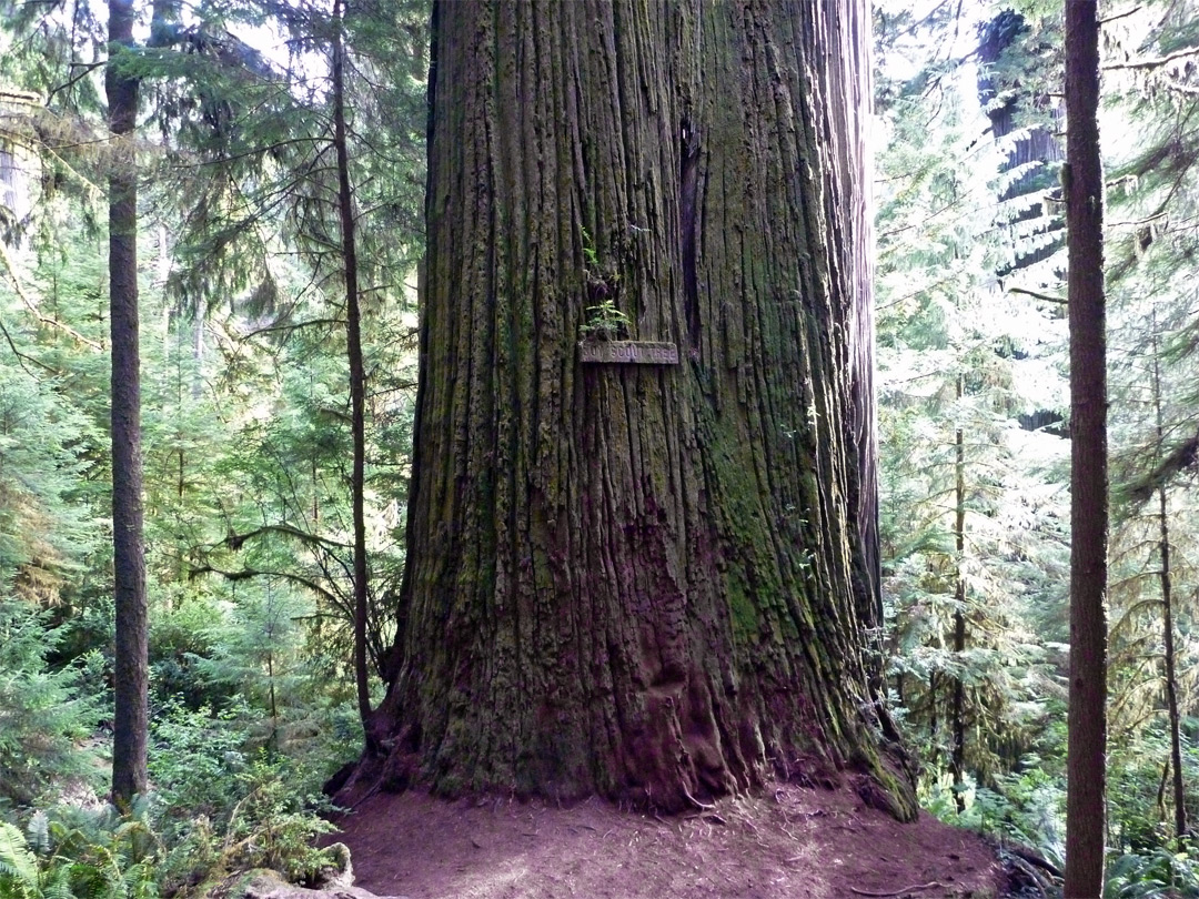 Base of the Boy Scout Tree