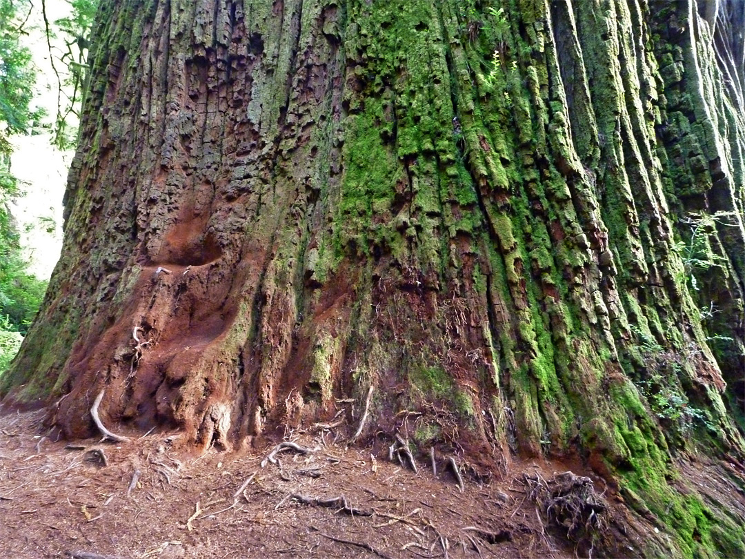 Thick, mossy bark