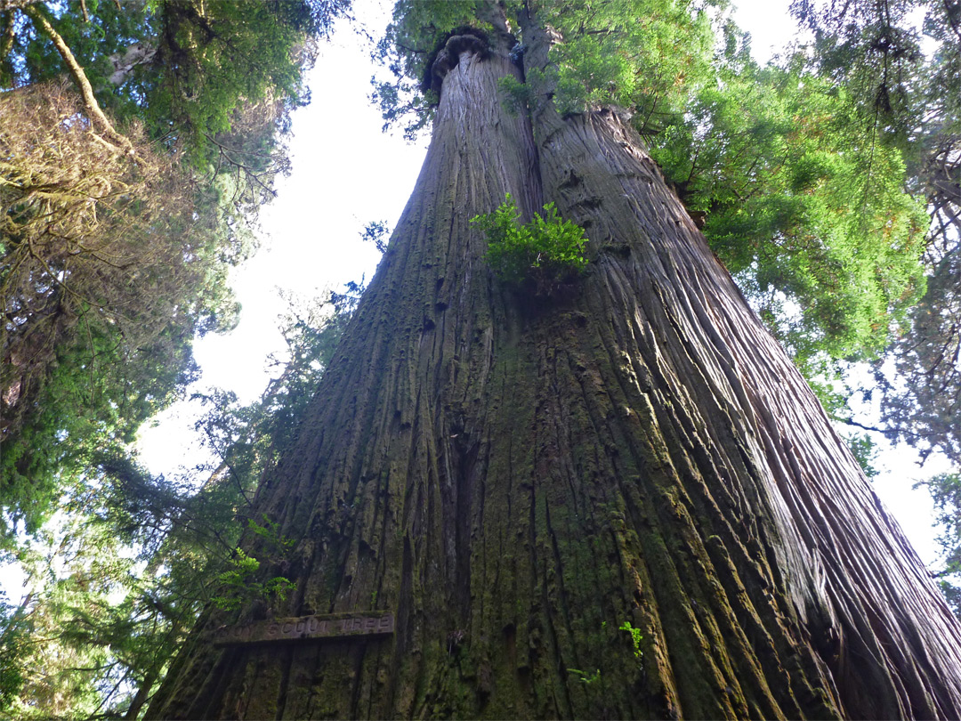 The Boy Scout Tree