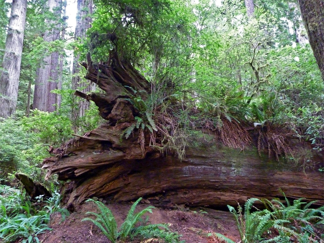 Ancient fallen redwood