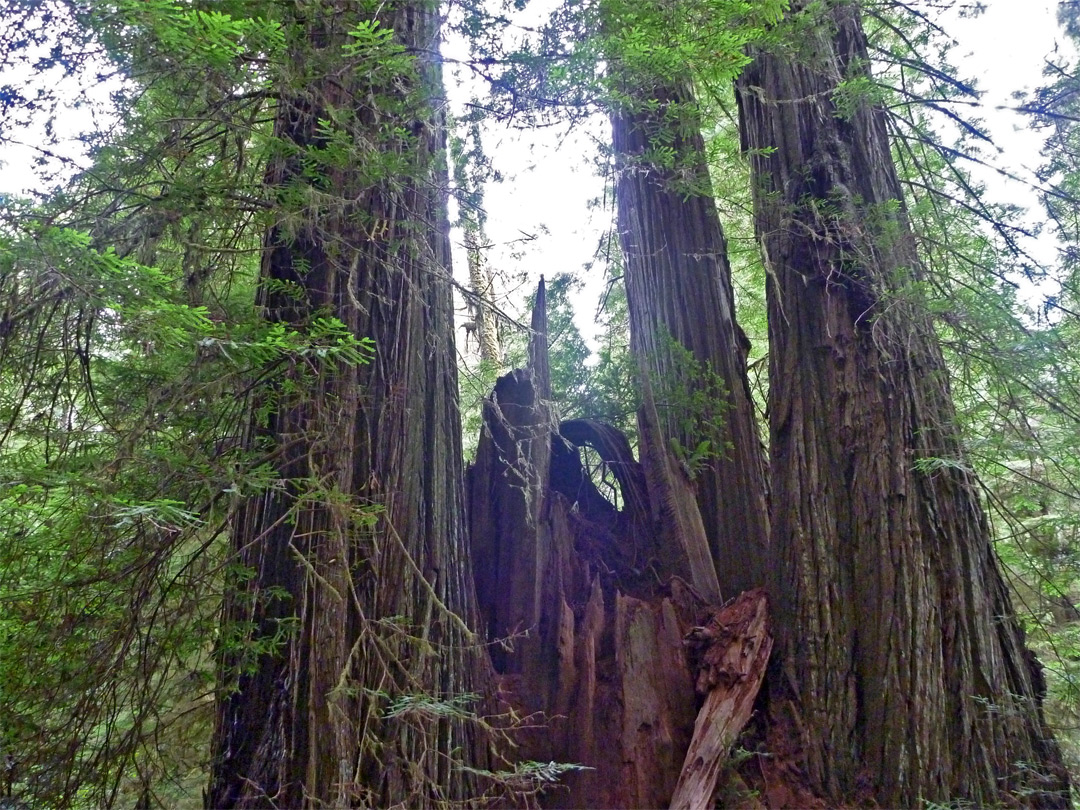 Group of redwoods