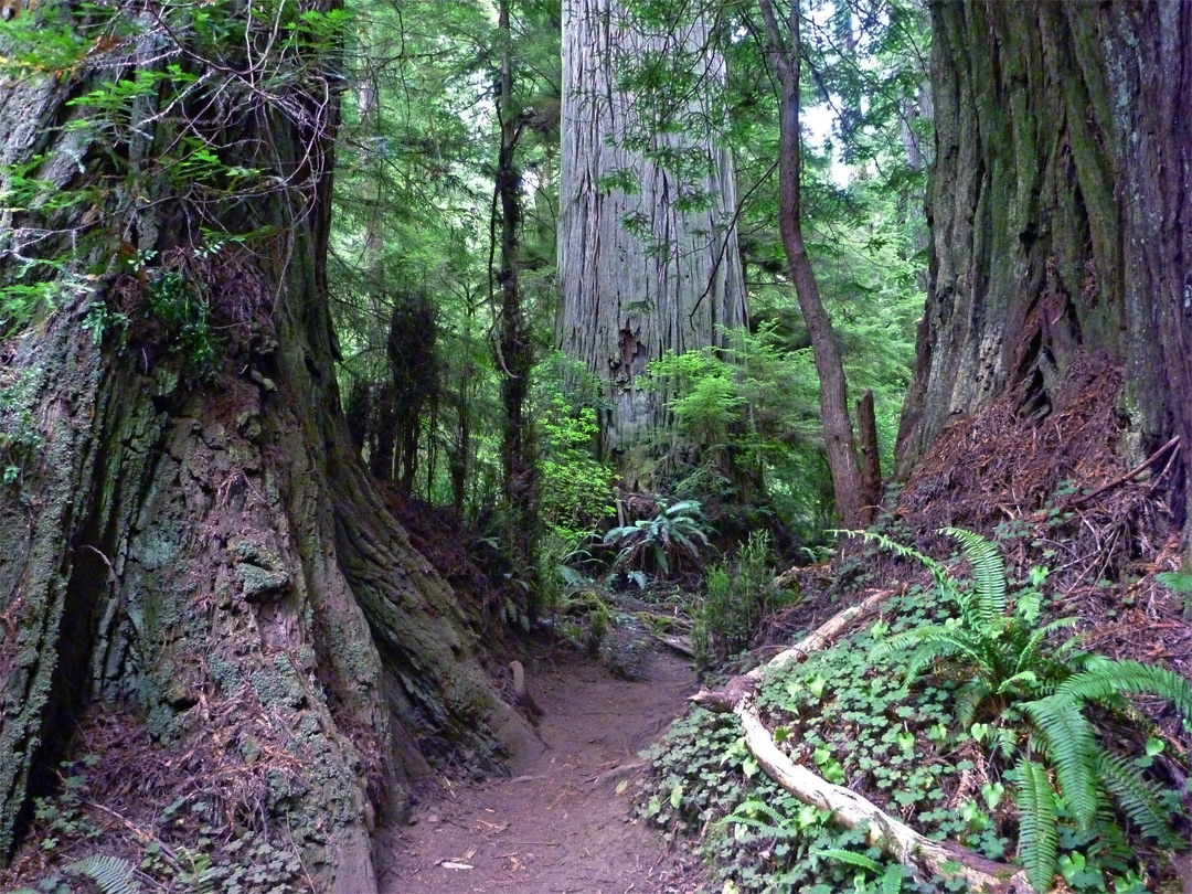 Big redwoods