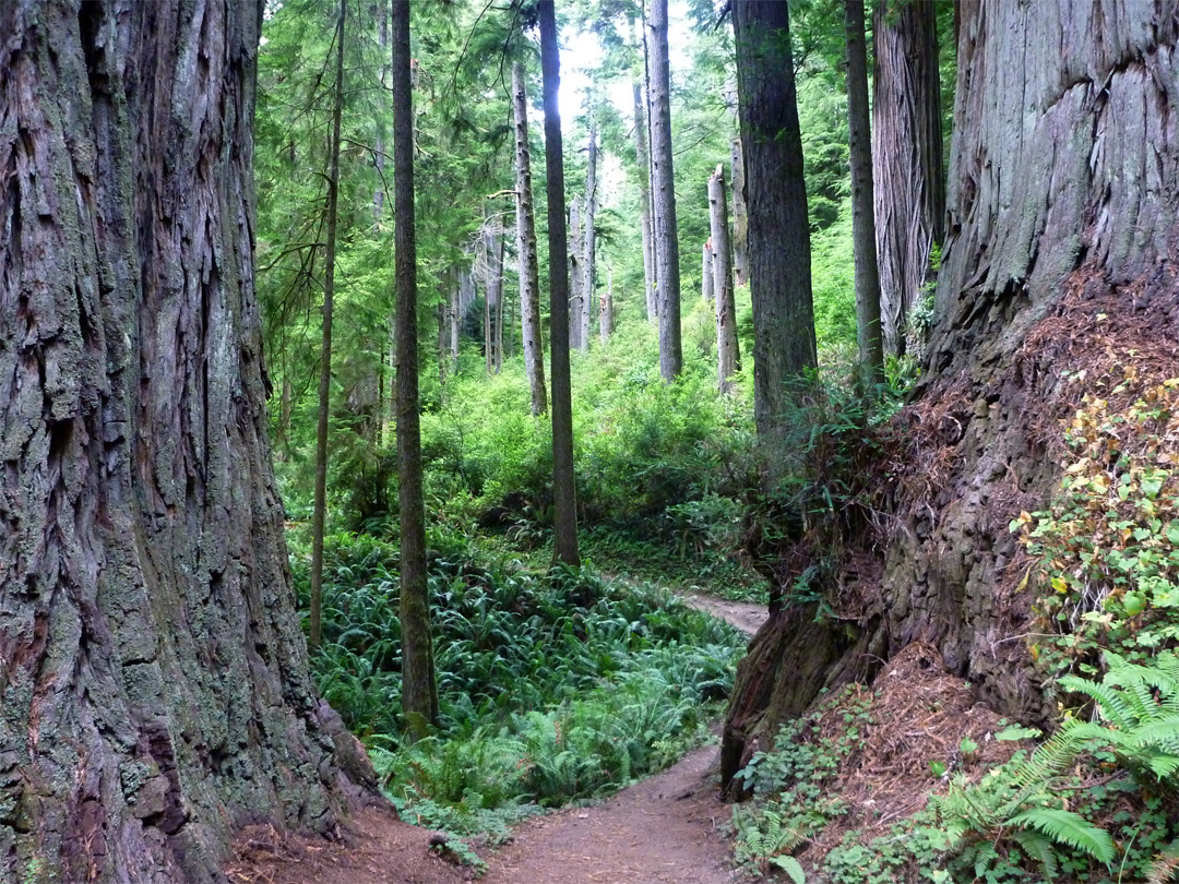 Path between two trees