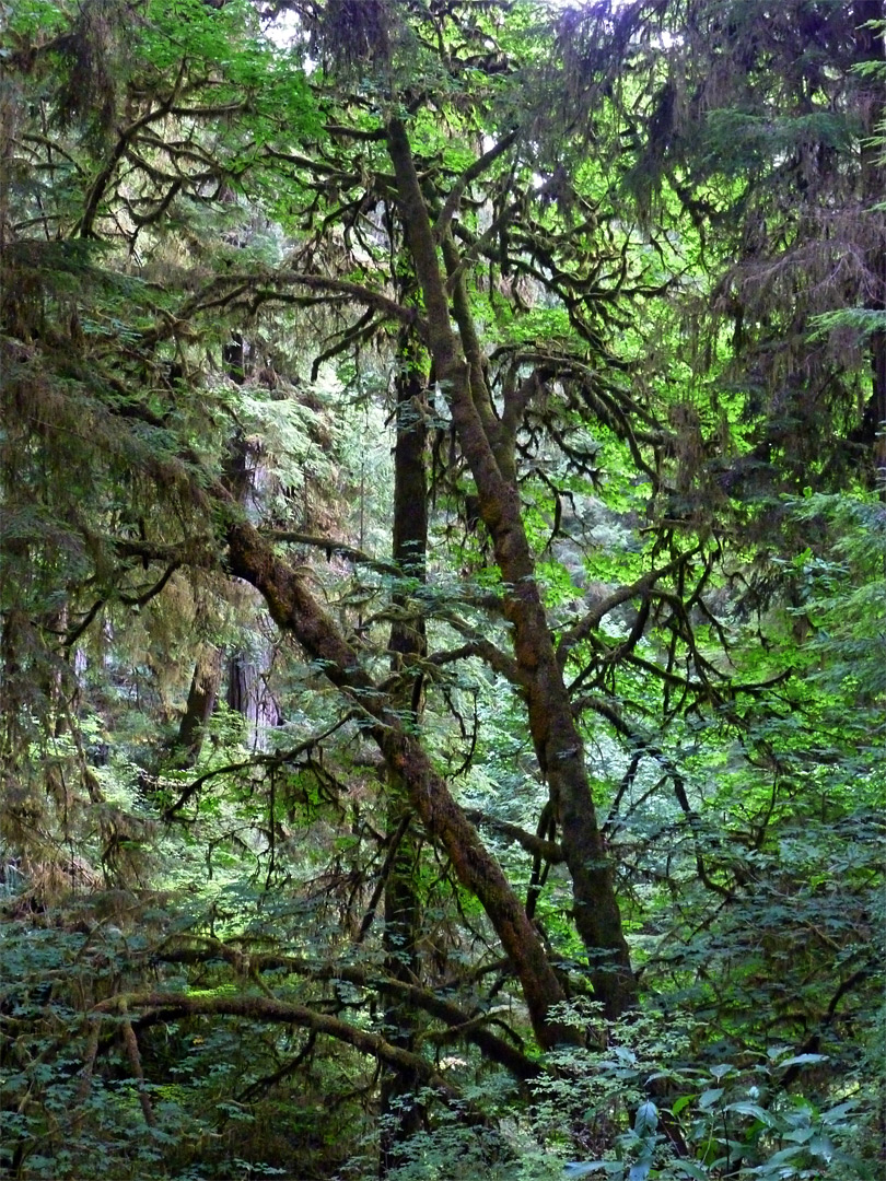 Mossy branches