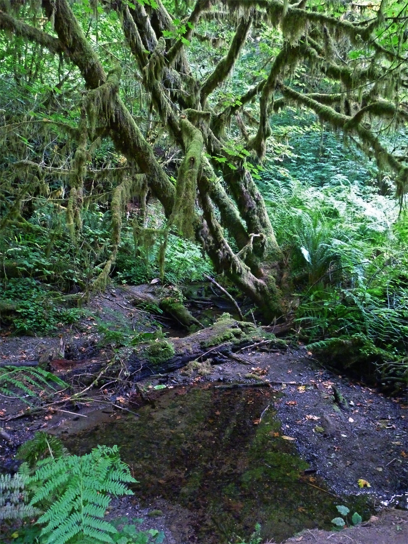 Mossy tree and pool