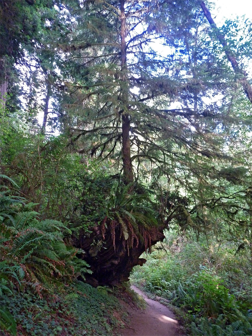 Young tree on a stump