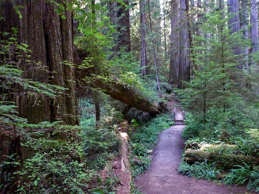 Path and footbridge