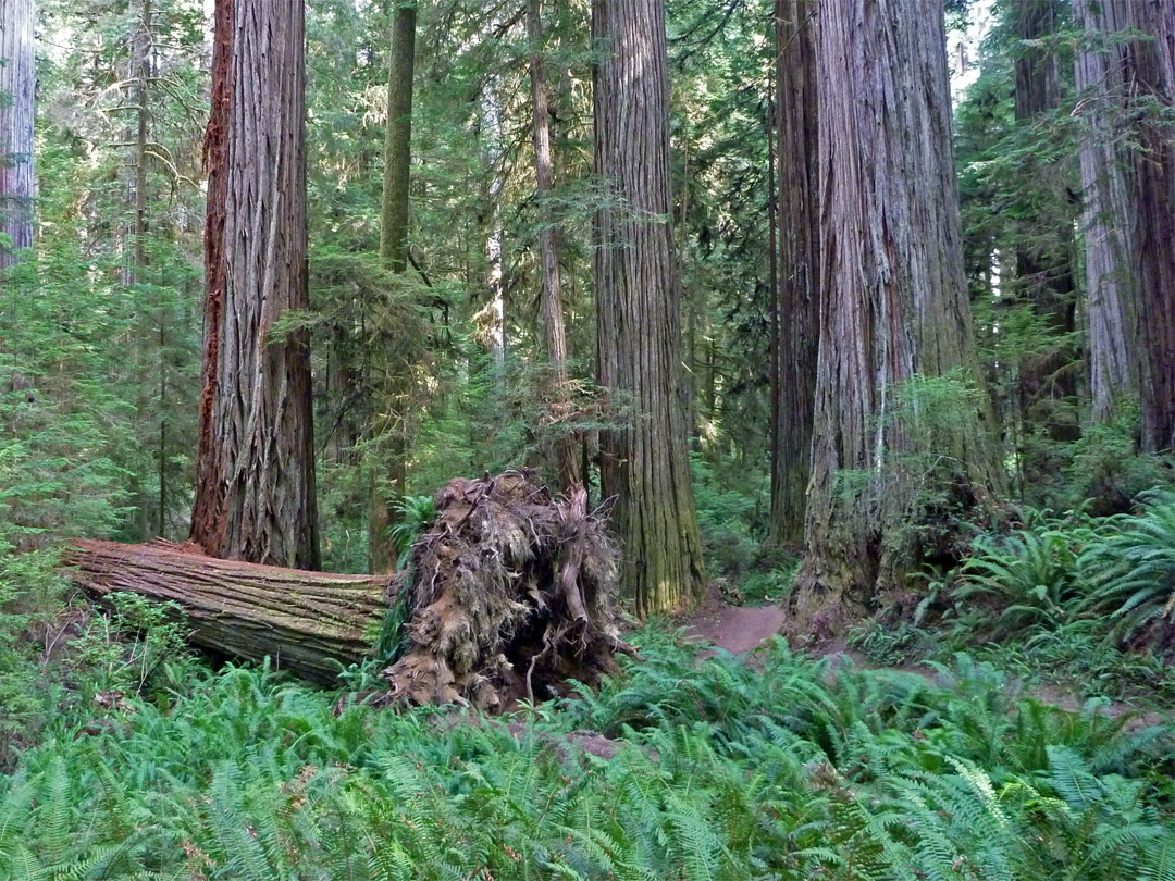 Fallen tree