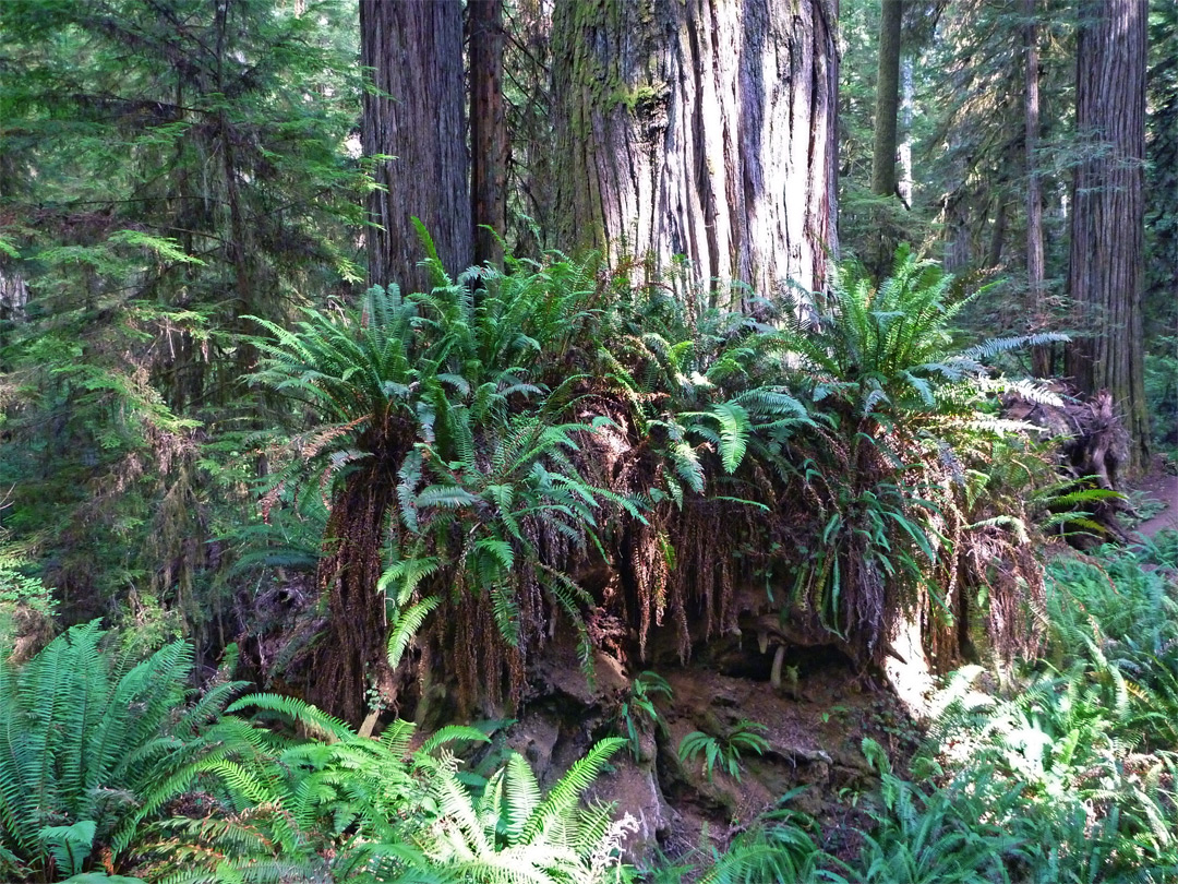 Base of a redwood