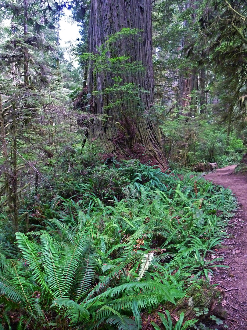 Ferns by the trail