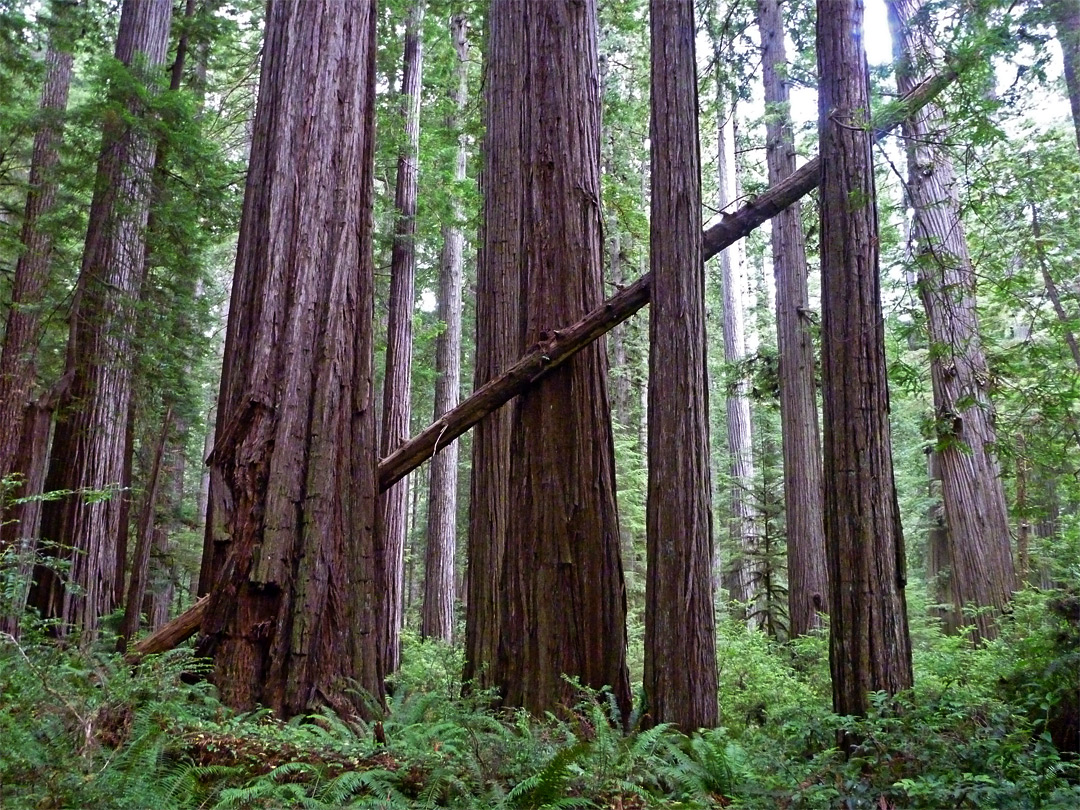 Narrow leaning tree