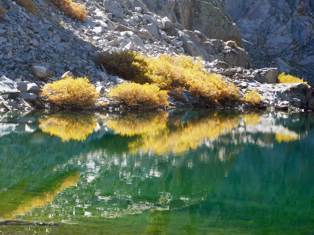 Reflections of bushes