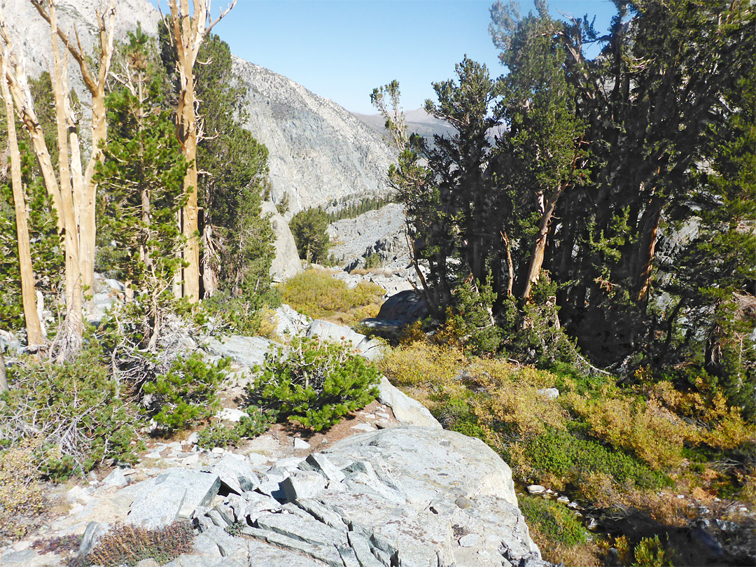 Trees near Brainerd Lake