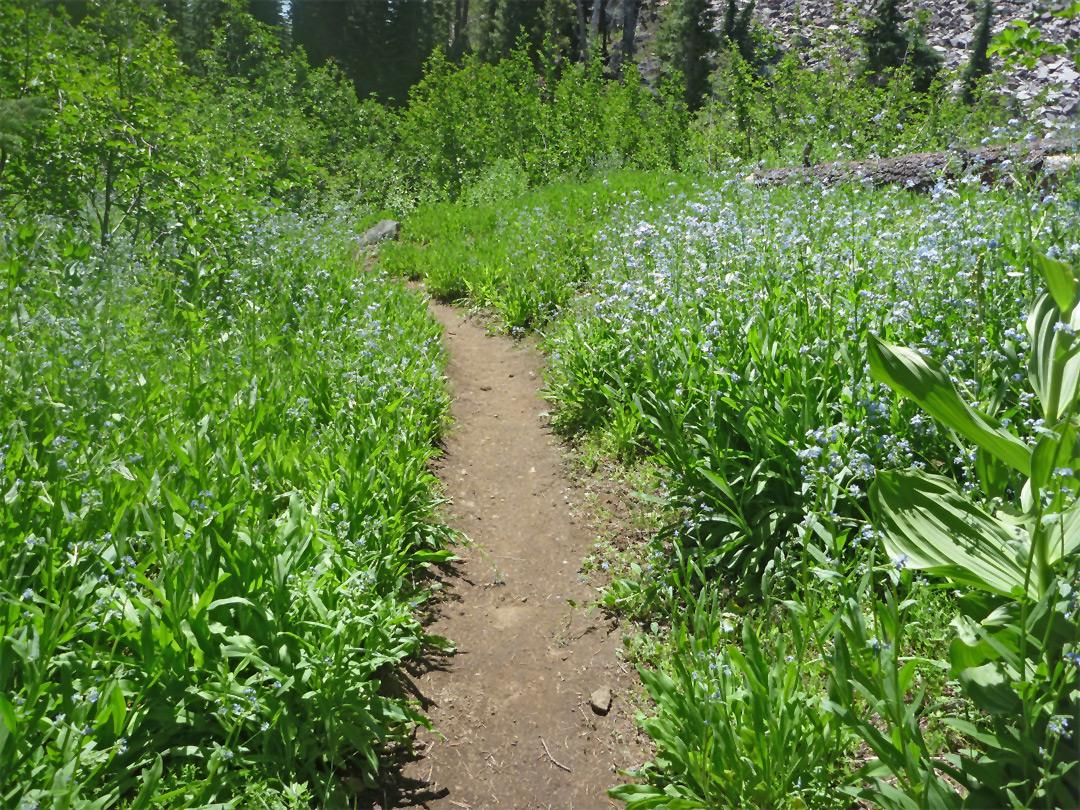 Flower-lined path