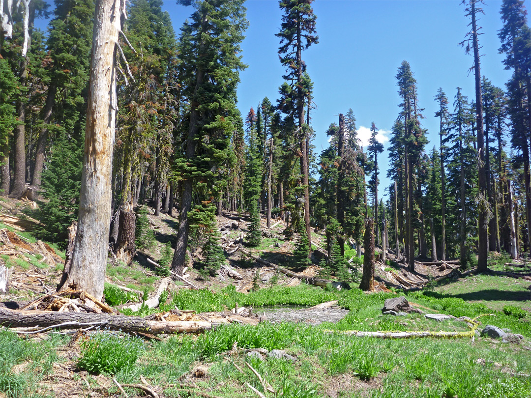 Sparse woodland