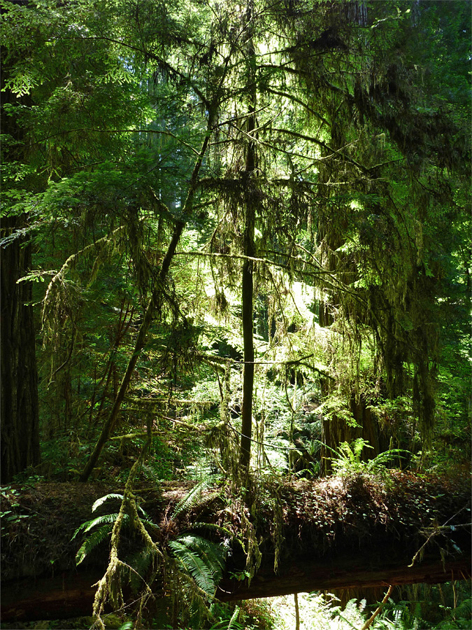 Moss on trees