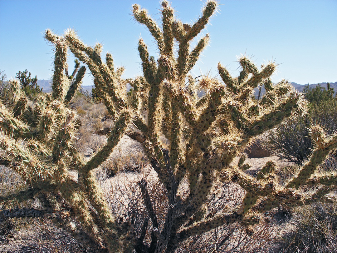 Pale spines