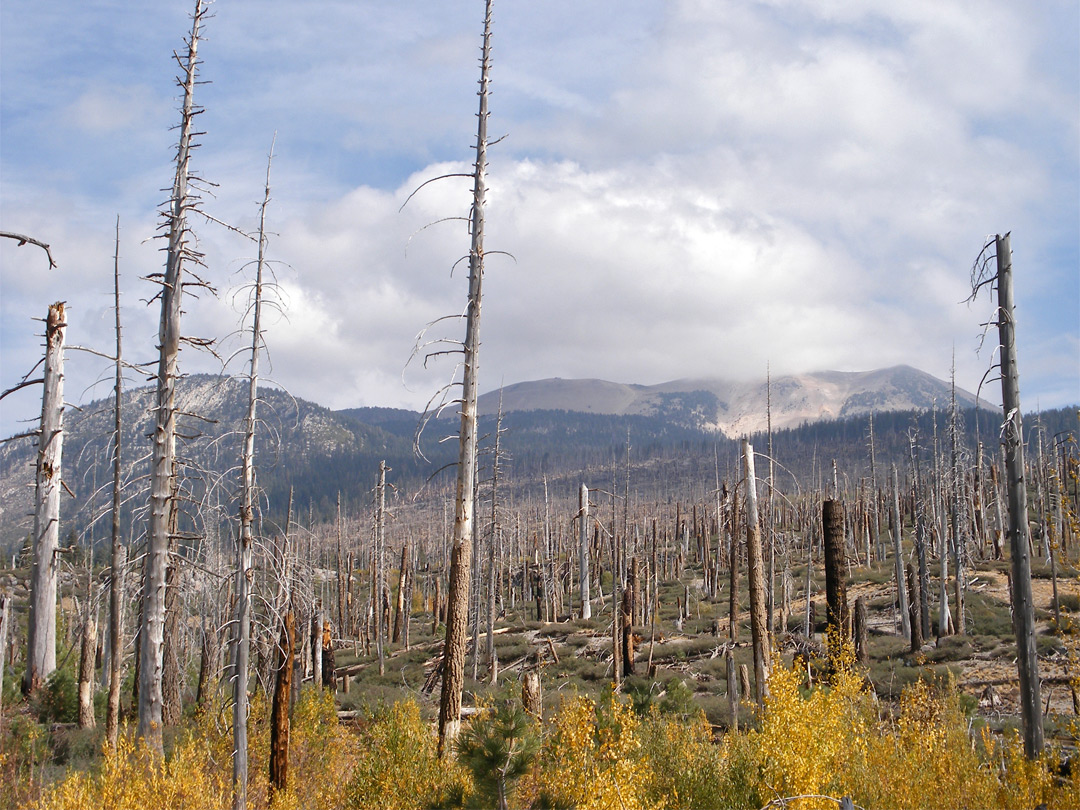 Burnt forest