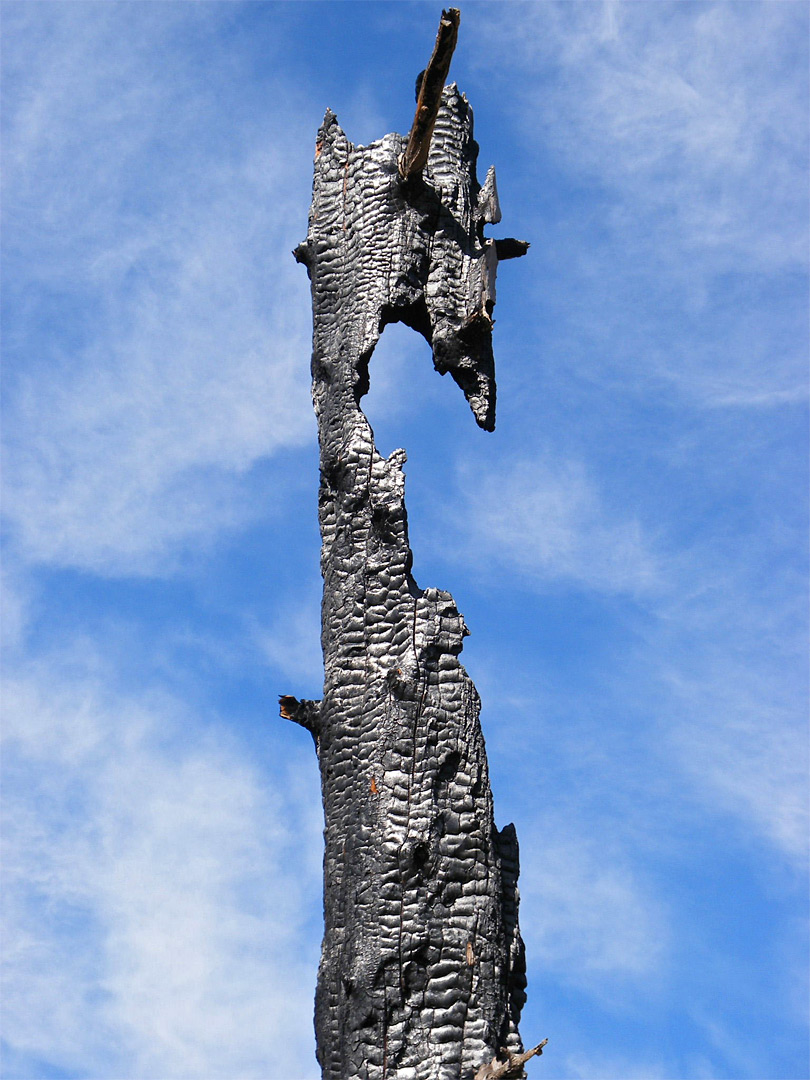 Burnt pine trunk