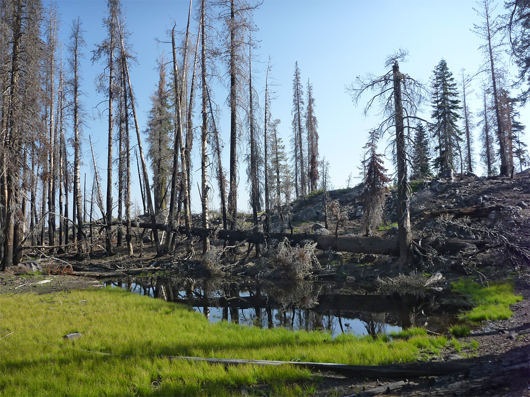 Grass and burnt trees