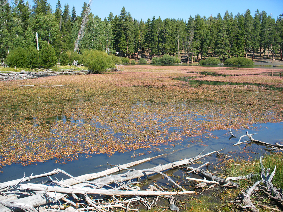 Northwest end of Butte Lake