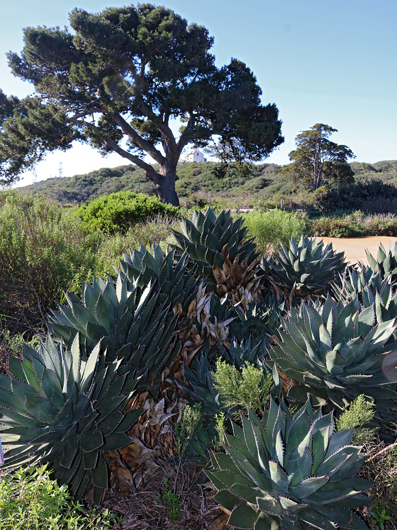 Trees and agaves