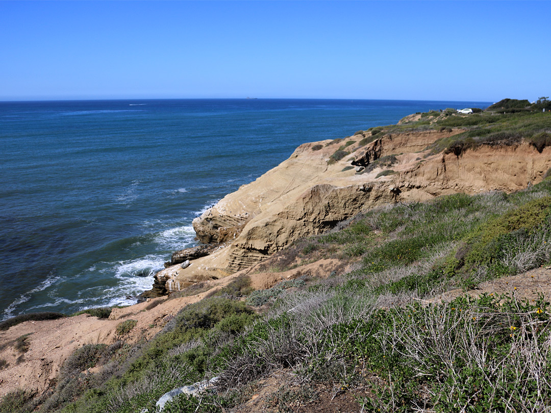 Wildflowers on the bluffs