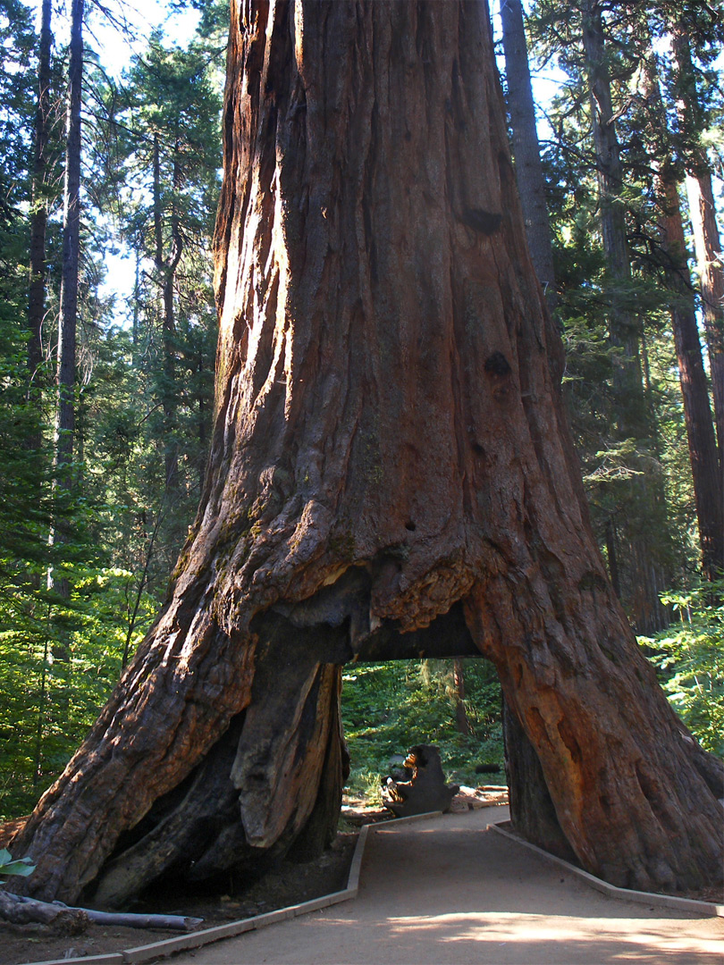 Path through a sequoia