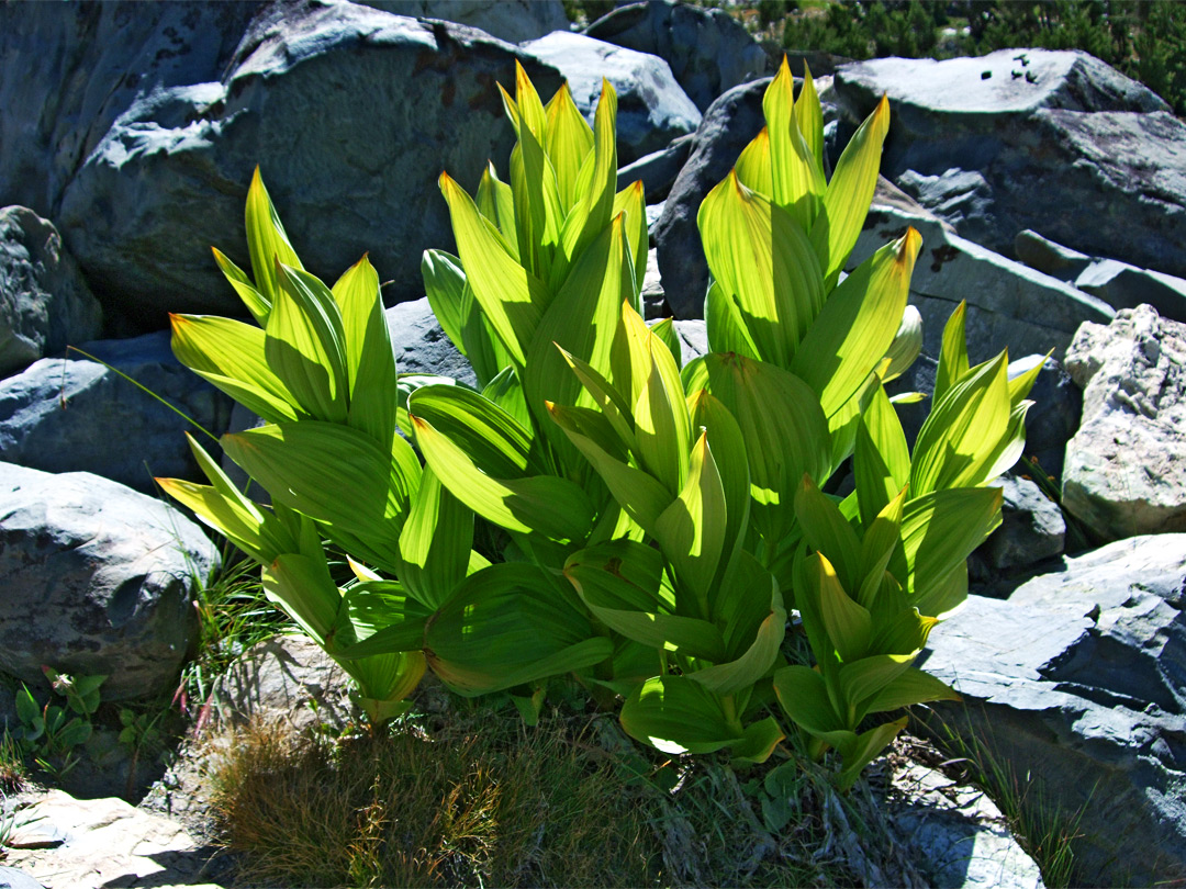 California corn lily