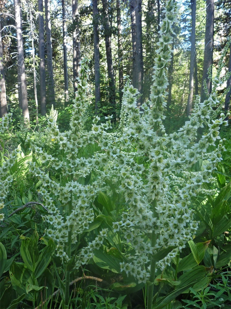 Many flowers