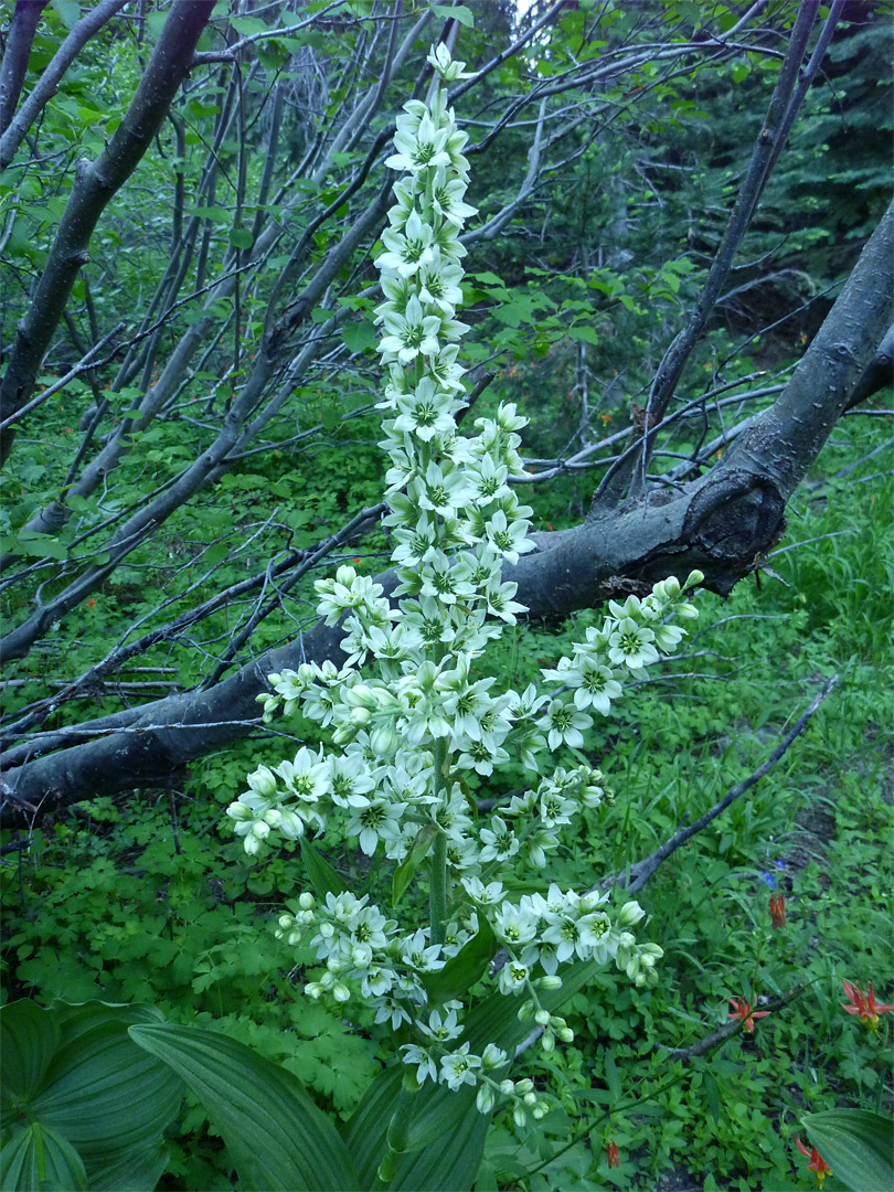 Tall flower stem