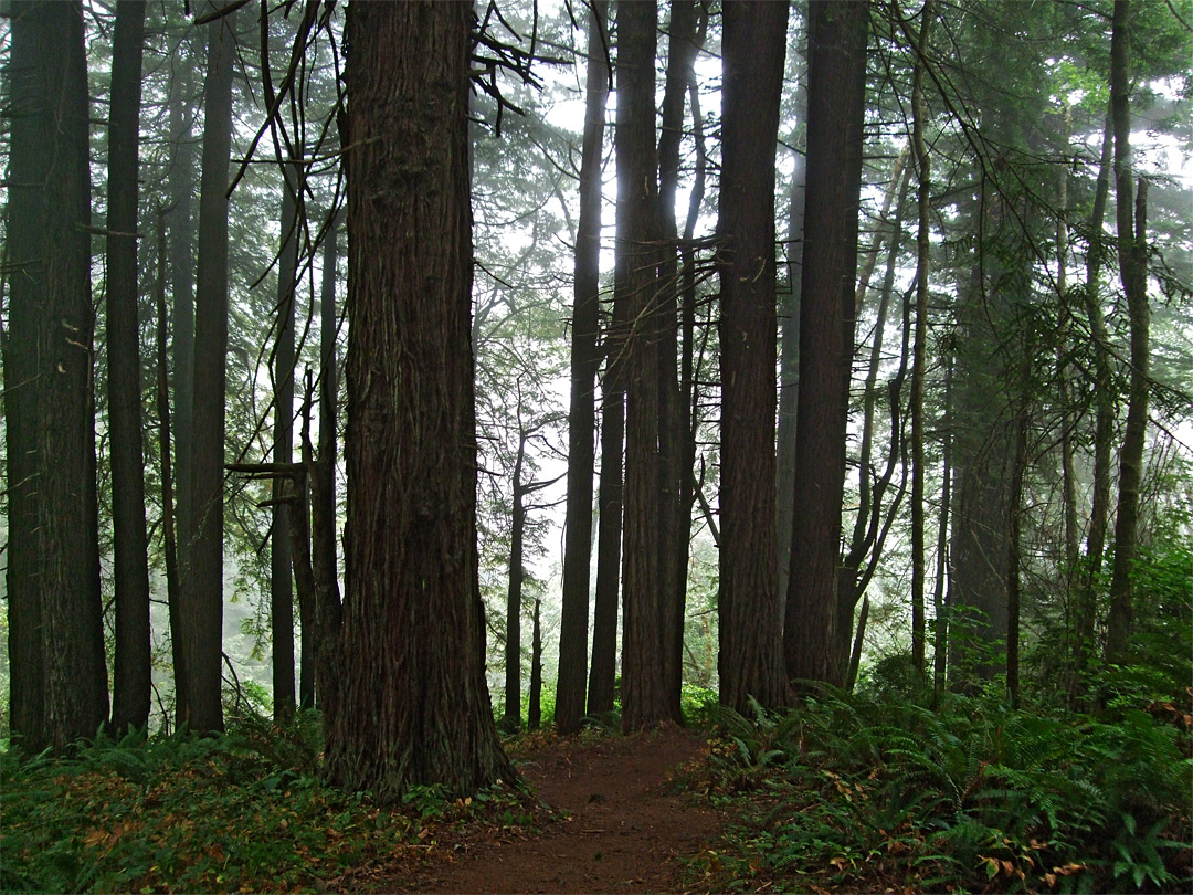 Carruthers Cove Trail