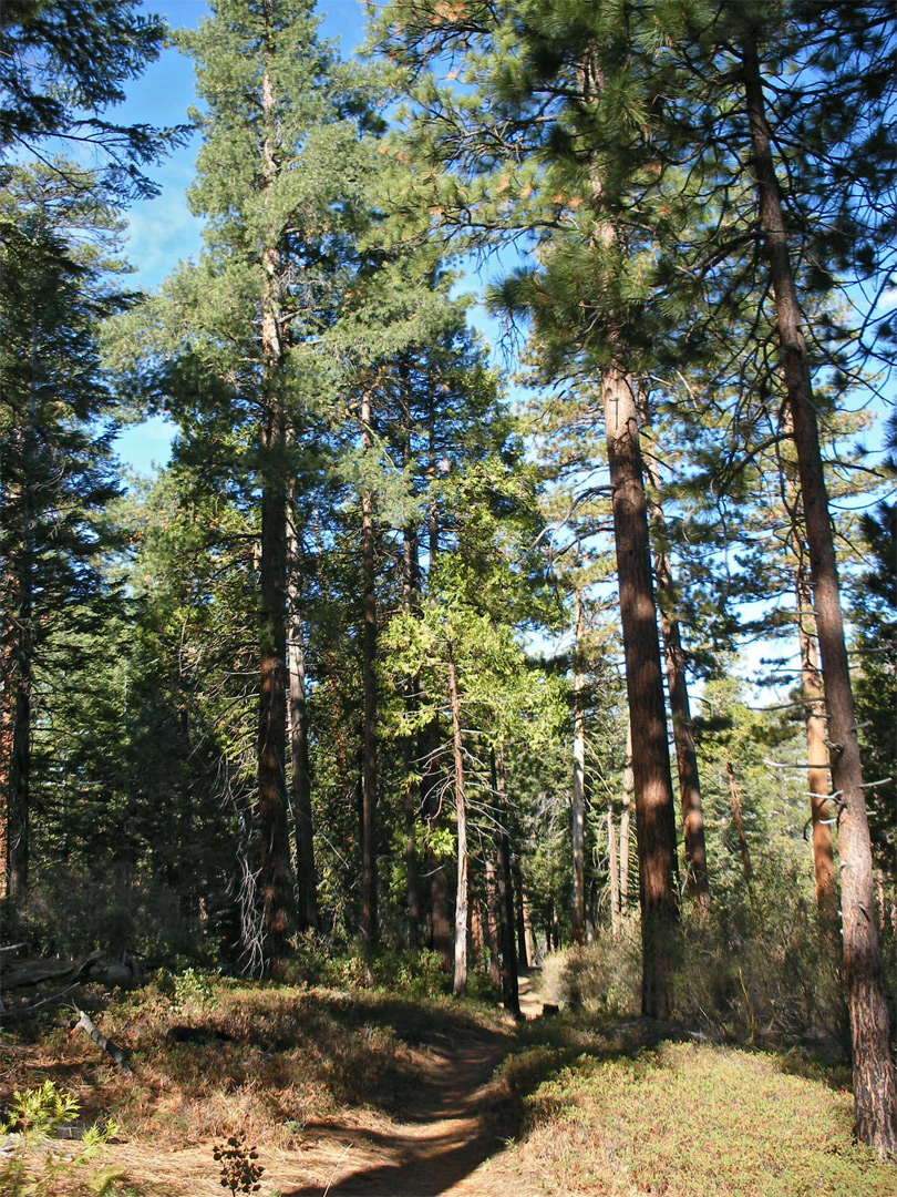 Path to the overlook