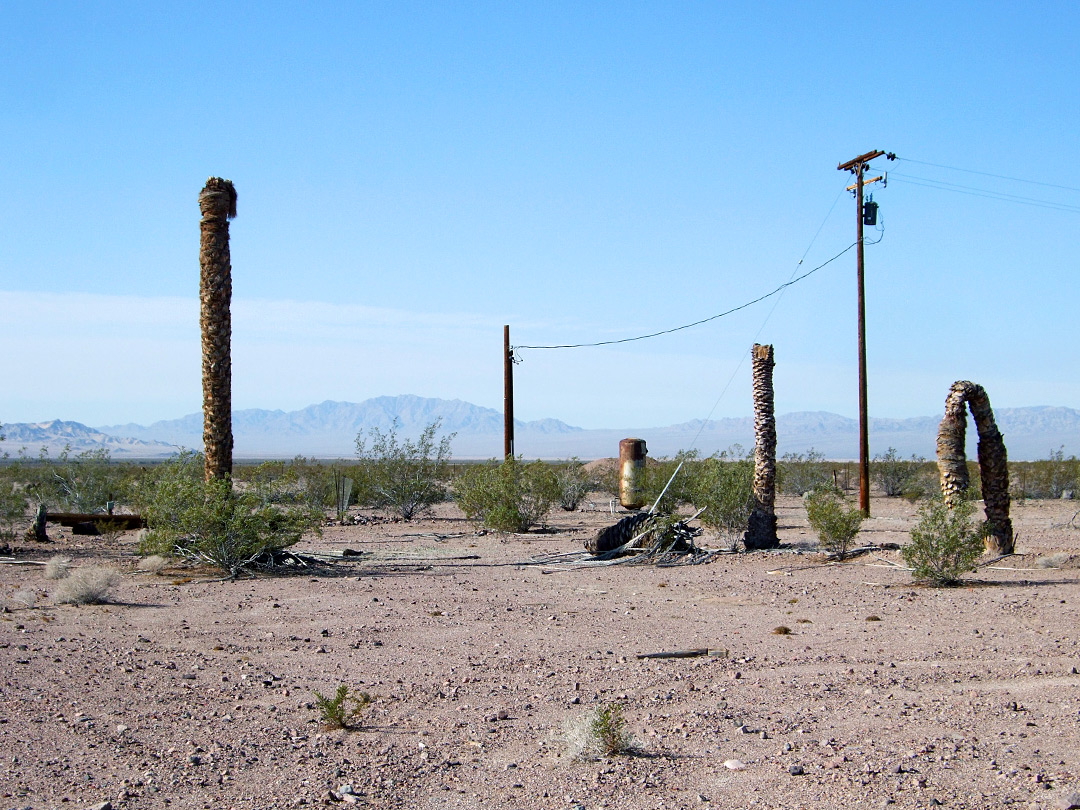 Dead palm trunks