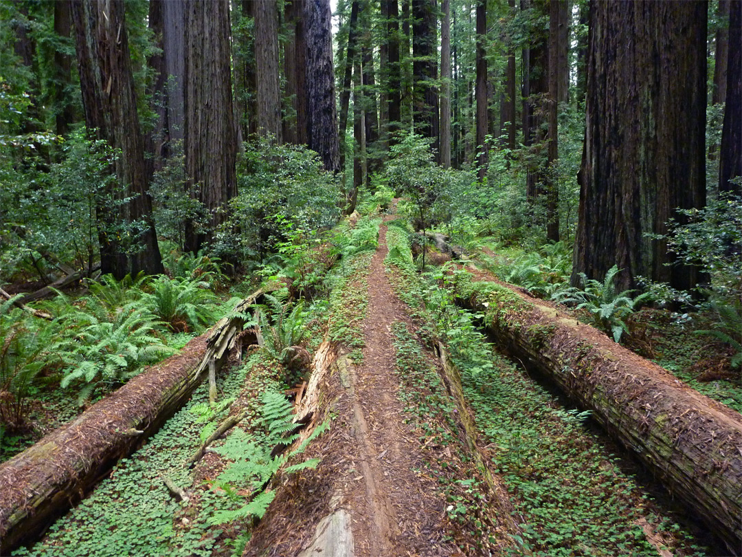 Parallel fallen trees