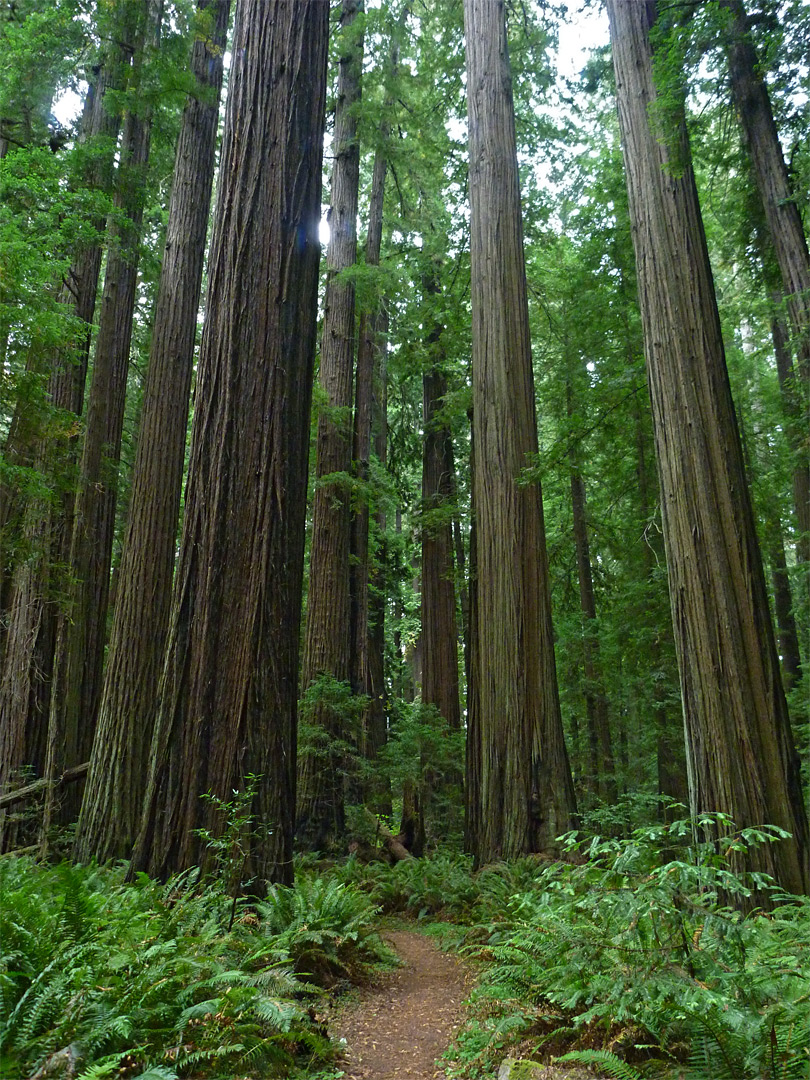 Group of redwoods