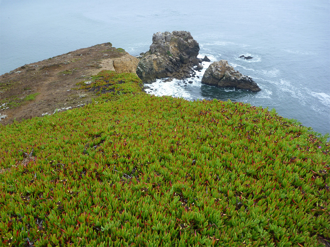 Ice plants