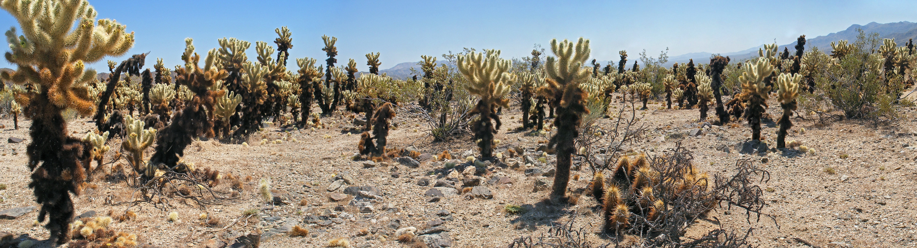 Teddy bear cholla