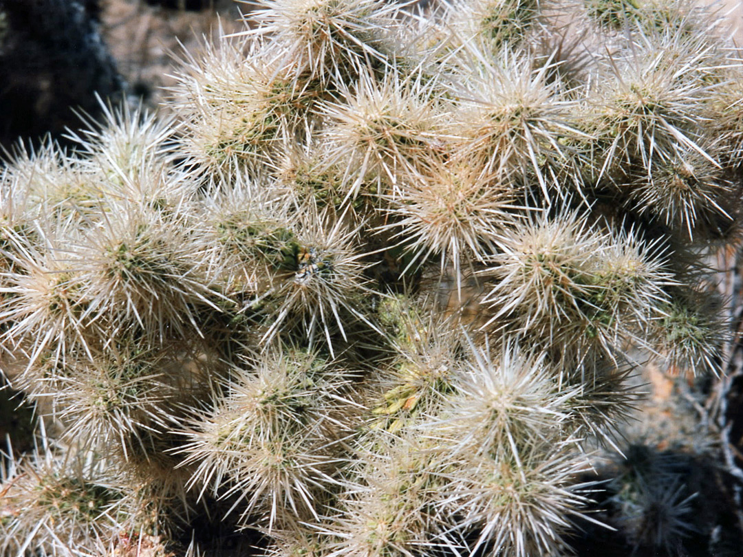 Cholla spines