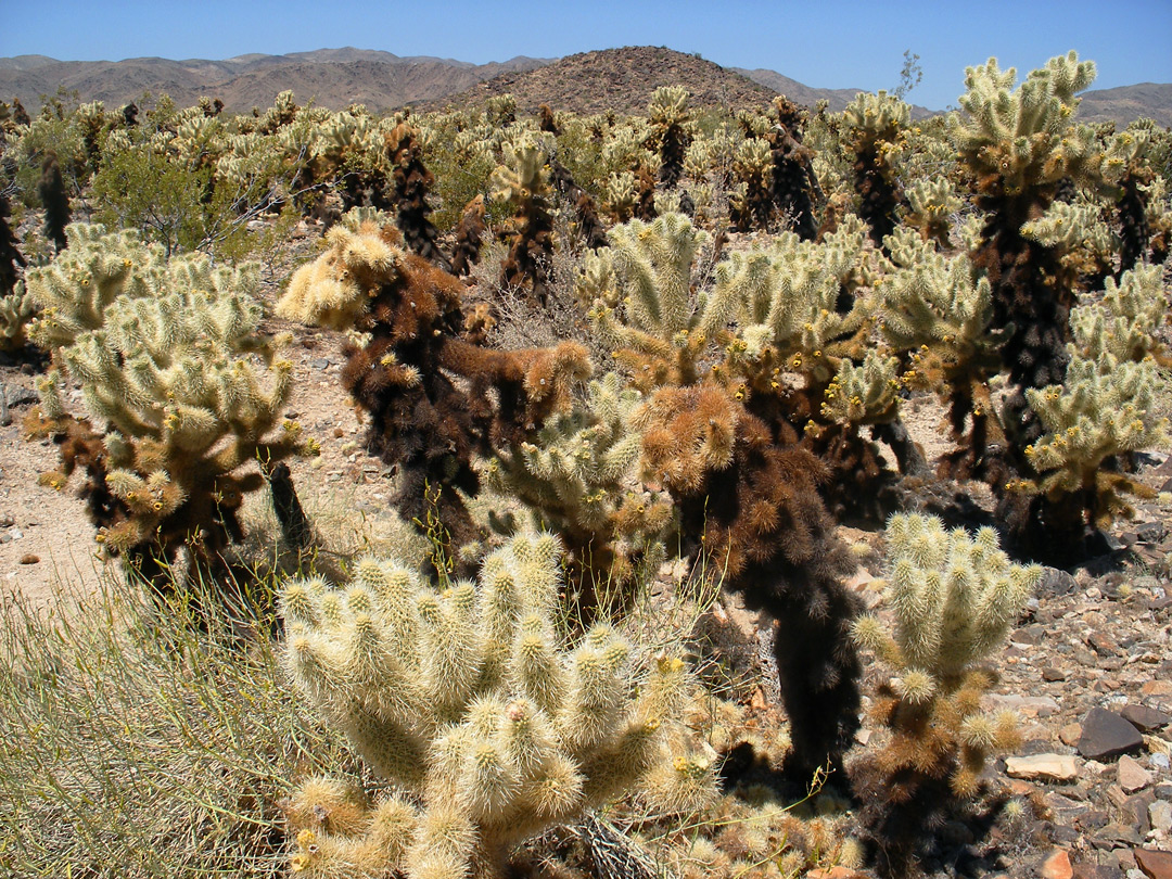 The Cholla Cactus Garden