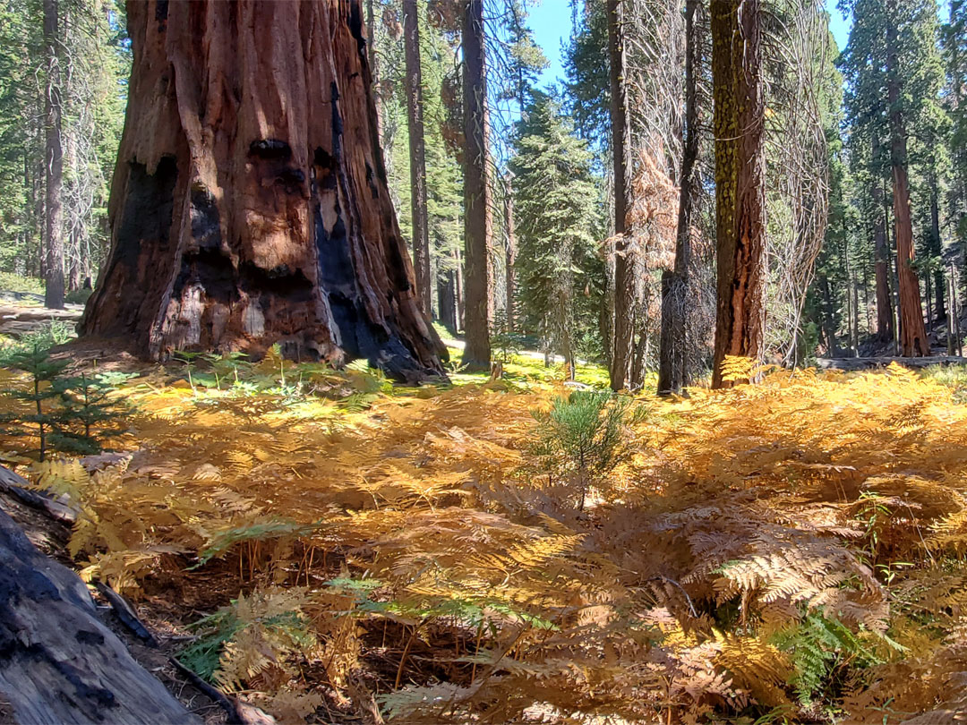Ferns and sequoia