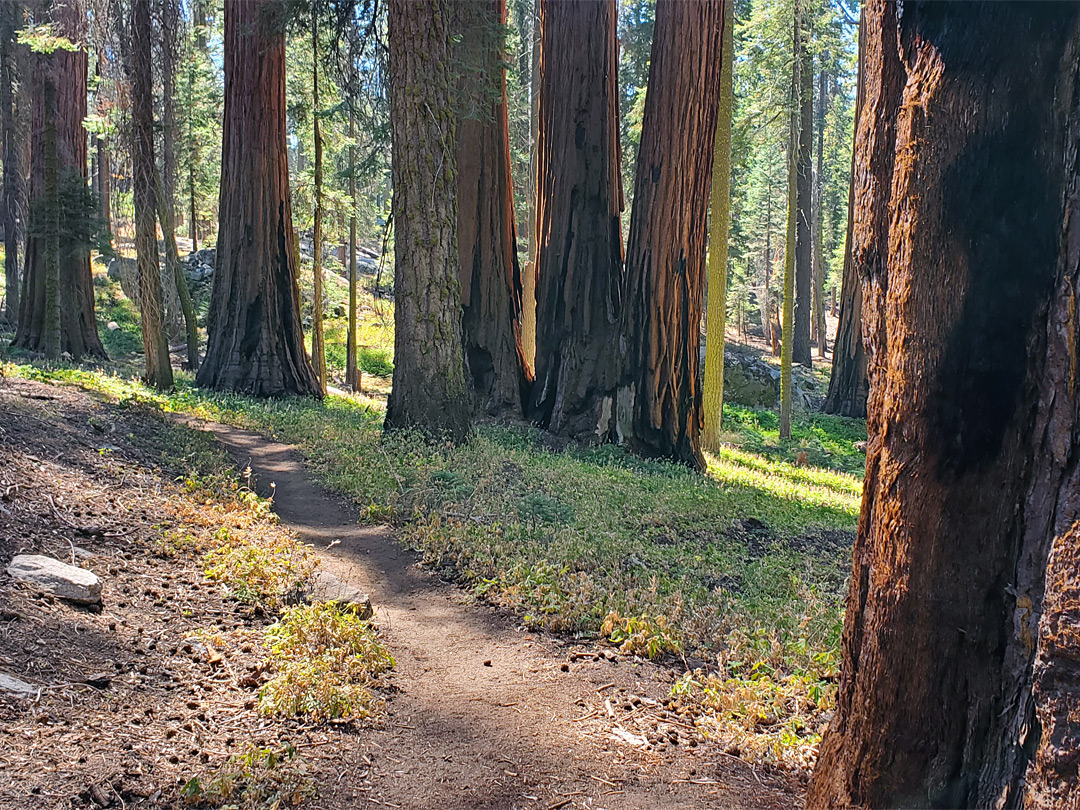 Path through the trees