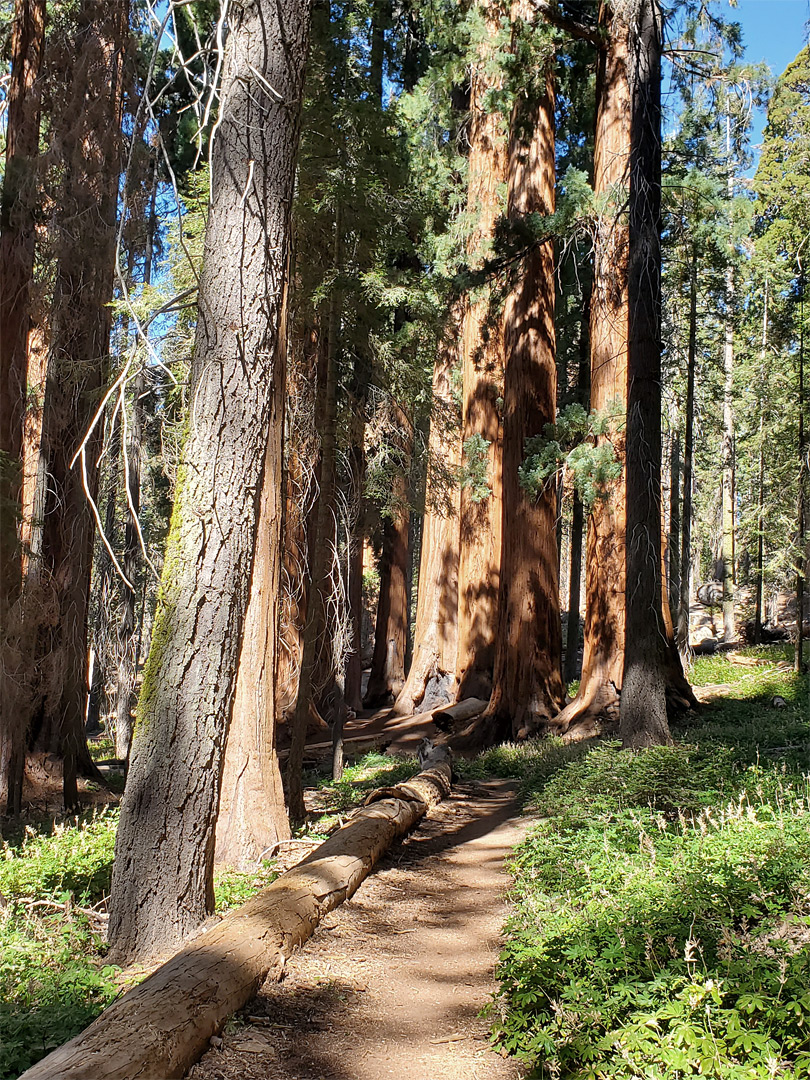 Path and sequoia