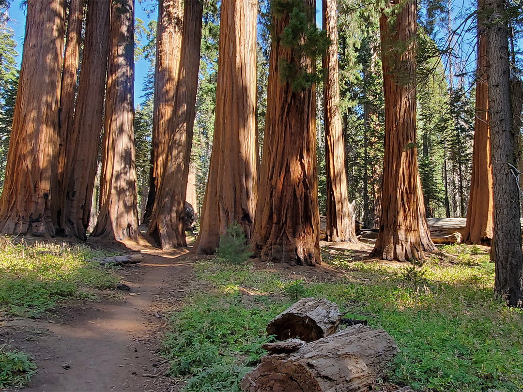 Group of sequoia