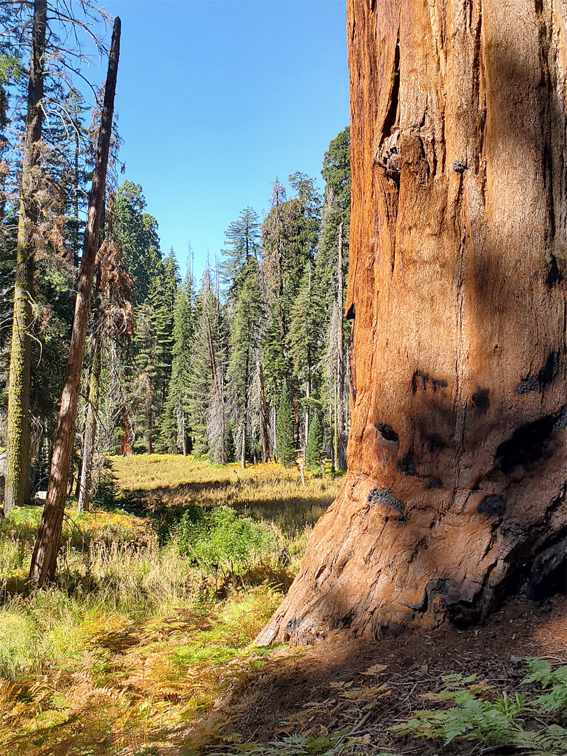 Sequoia in the meadow
