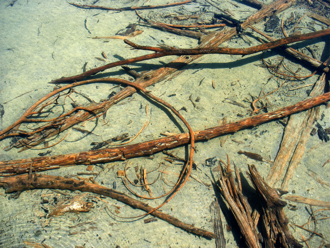 Trees in the water