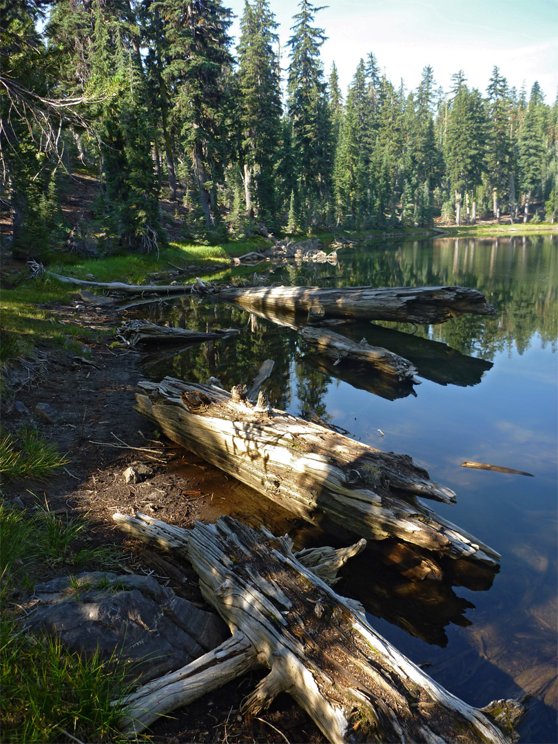 Logs in a pond